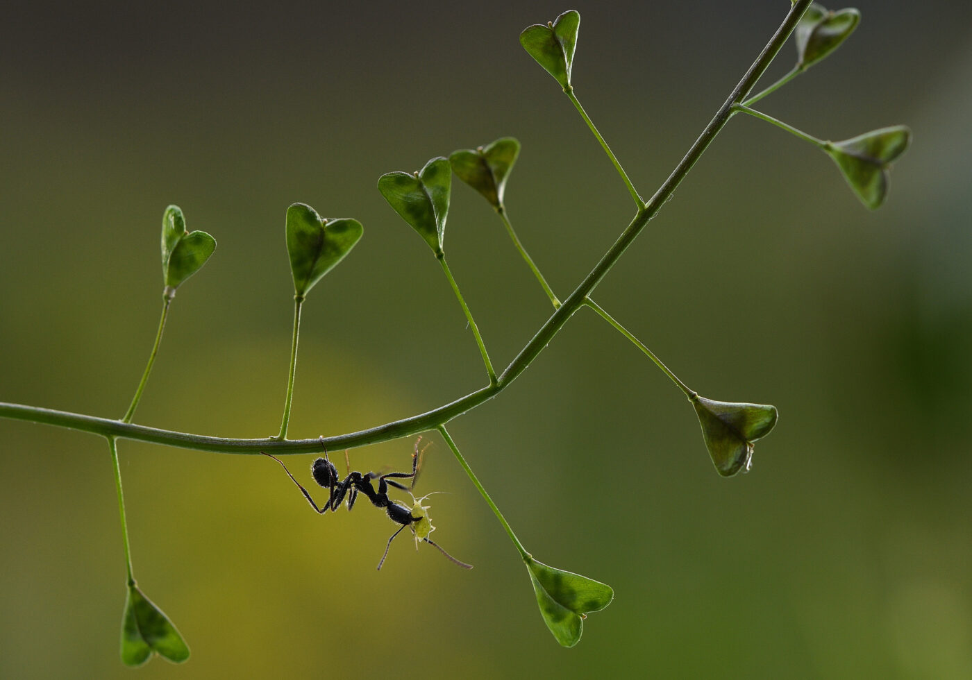 The ants defend the aphids from their predators and, in turn, the aphids excrete honeydew that serves as food for them. In the image an ant carries a small aphid in its jaws and does so delicately so as not to damage it in any way.