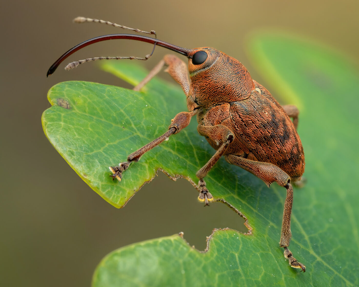 This is an Acorn Weevil on an Oak leaf. I tried for a while to capture the amazing rostrum but weevils are pretty frustrating subjects! Just when I thought I’d get a shot it would turn around. Finally I was able to get a stacked image.