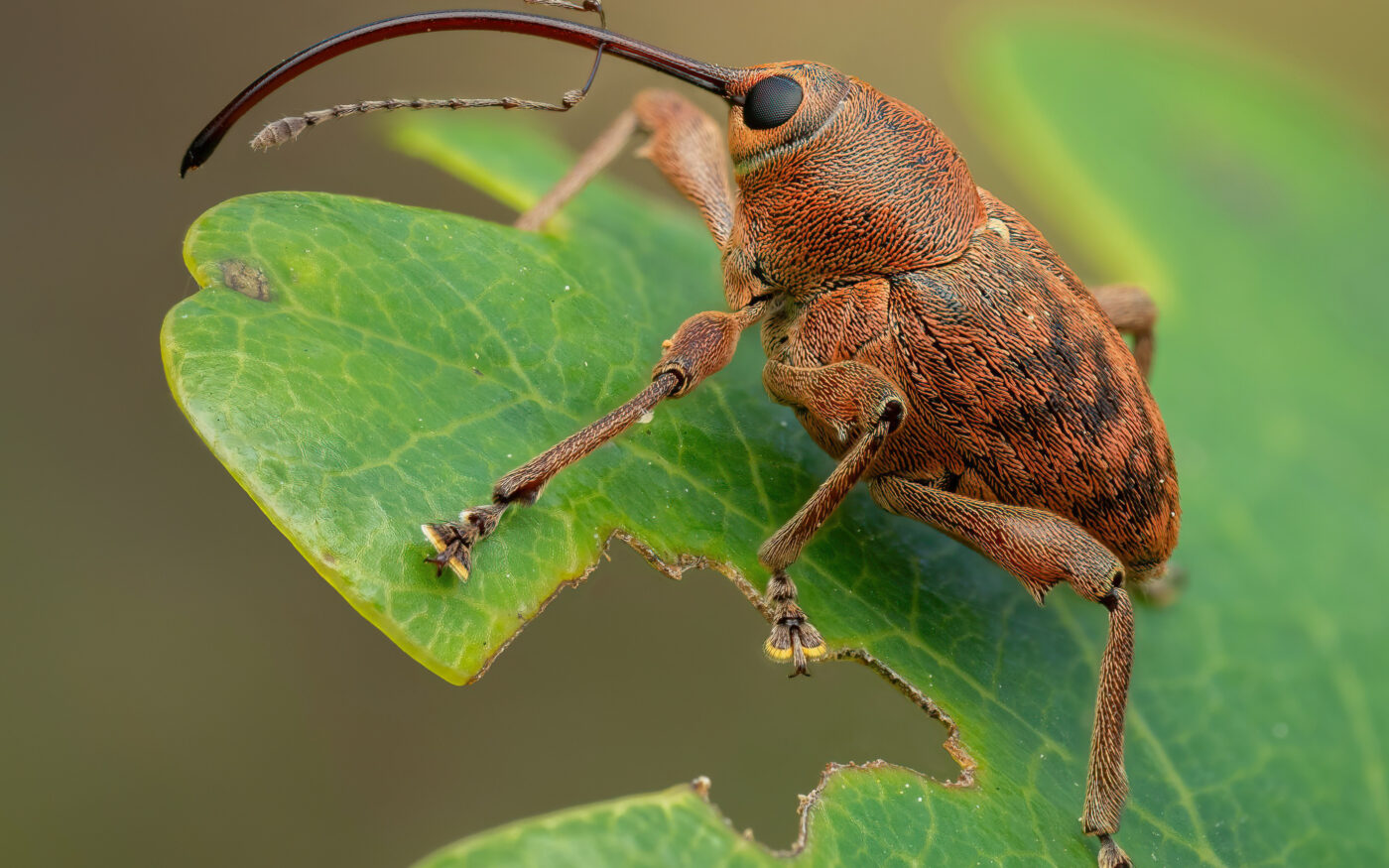 This is an Acorn Weevil on an Oak leaf. I tried for a while to capture the amazing rostrum but weevils are pretty frustrating subjects! Just when I thought I’d get a shot it would turn around. Finally I was able to get a stacked image.