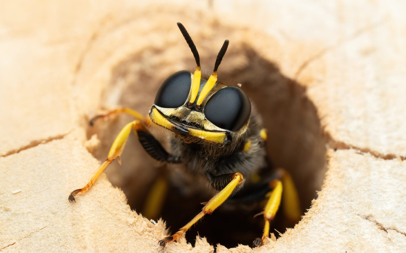 This is male Ectemnius Wasp emerging in the morning sun. The way the jaws are aligned on this wasp creates a lovely grin, which suited his tenacious character whilst trying to find a mate.