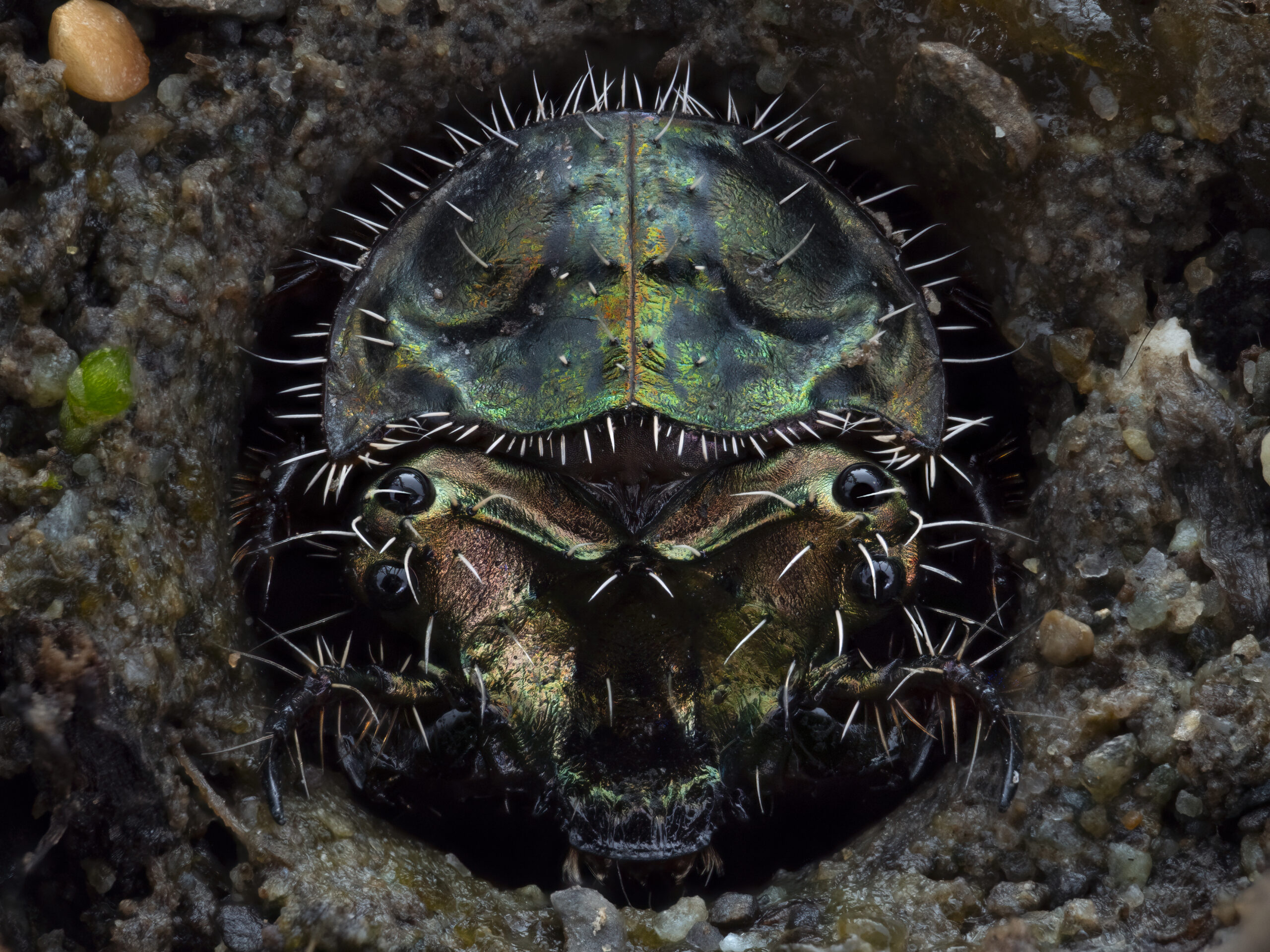 A Western Tiger Beetle larva (Cicindela oregona) waiting at the entrance of its burrow for passing prey.