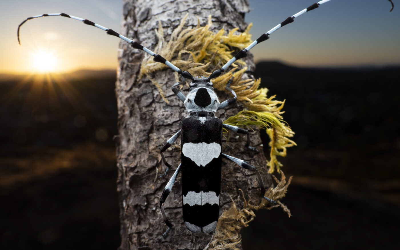 A Banded Alder borer (Rosalia funebris) as the sun sets in the background.