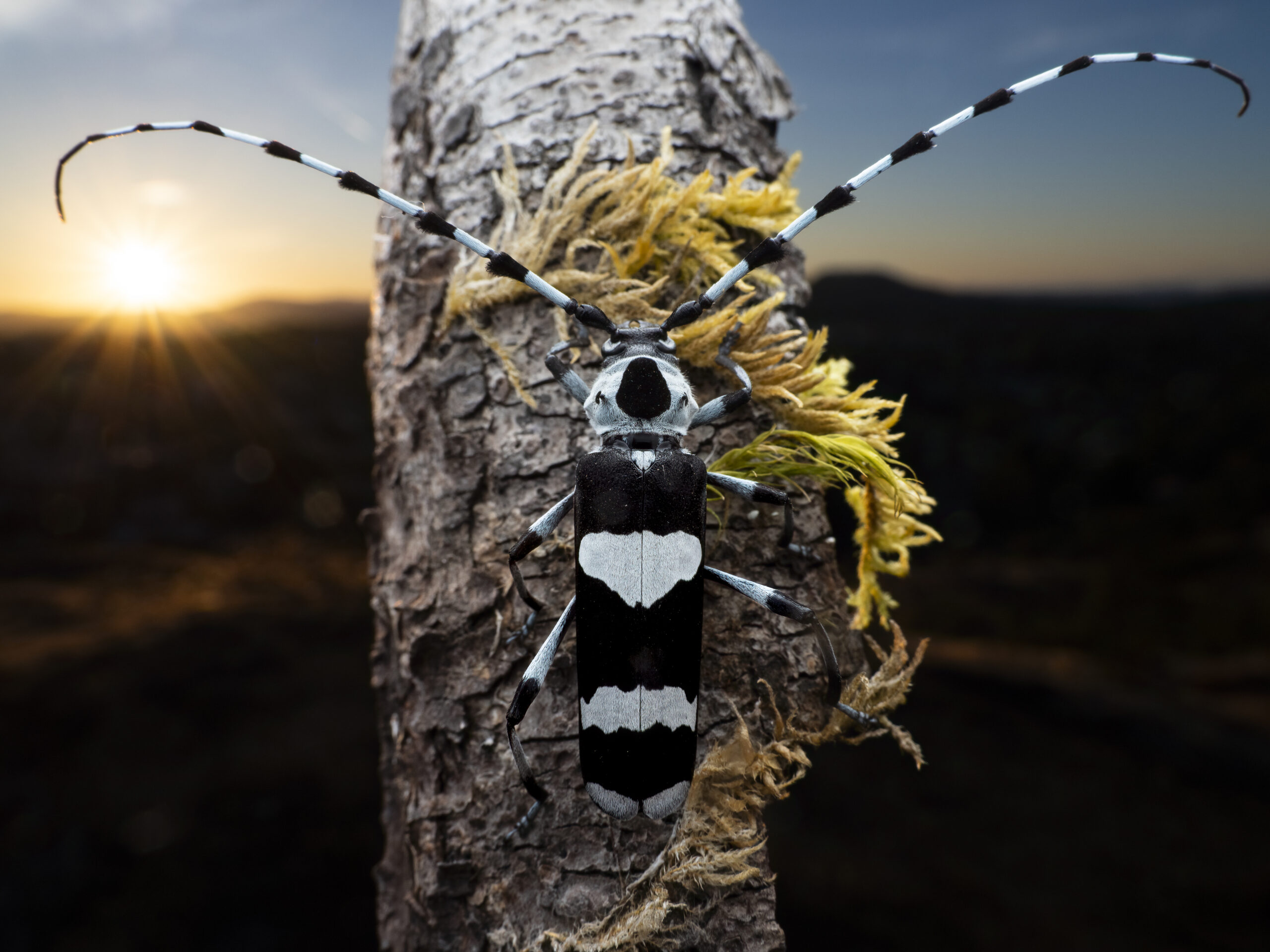 A Banded Alder borer (Rosalia funebris) as the sun sets in the background.