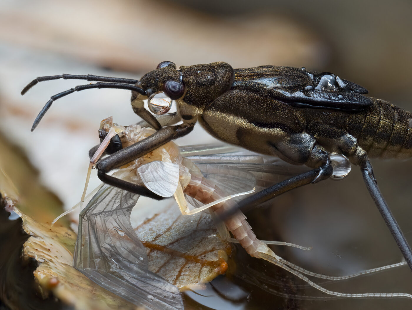 A Common Water Strider (Aquarius remigis) feeding on a mayfly at the edge of a river.