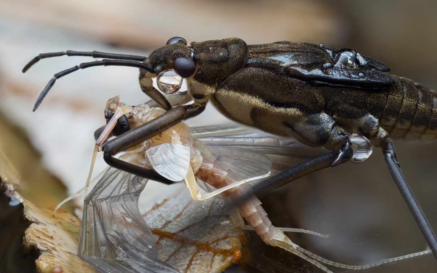 A Common Water Strider (Aquarius remigis) feeding on a mayfly at the edge of a river.