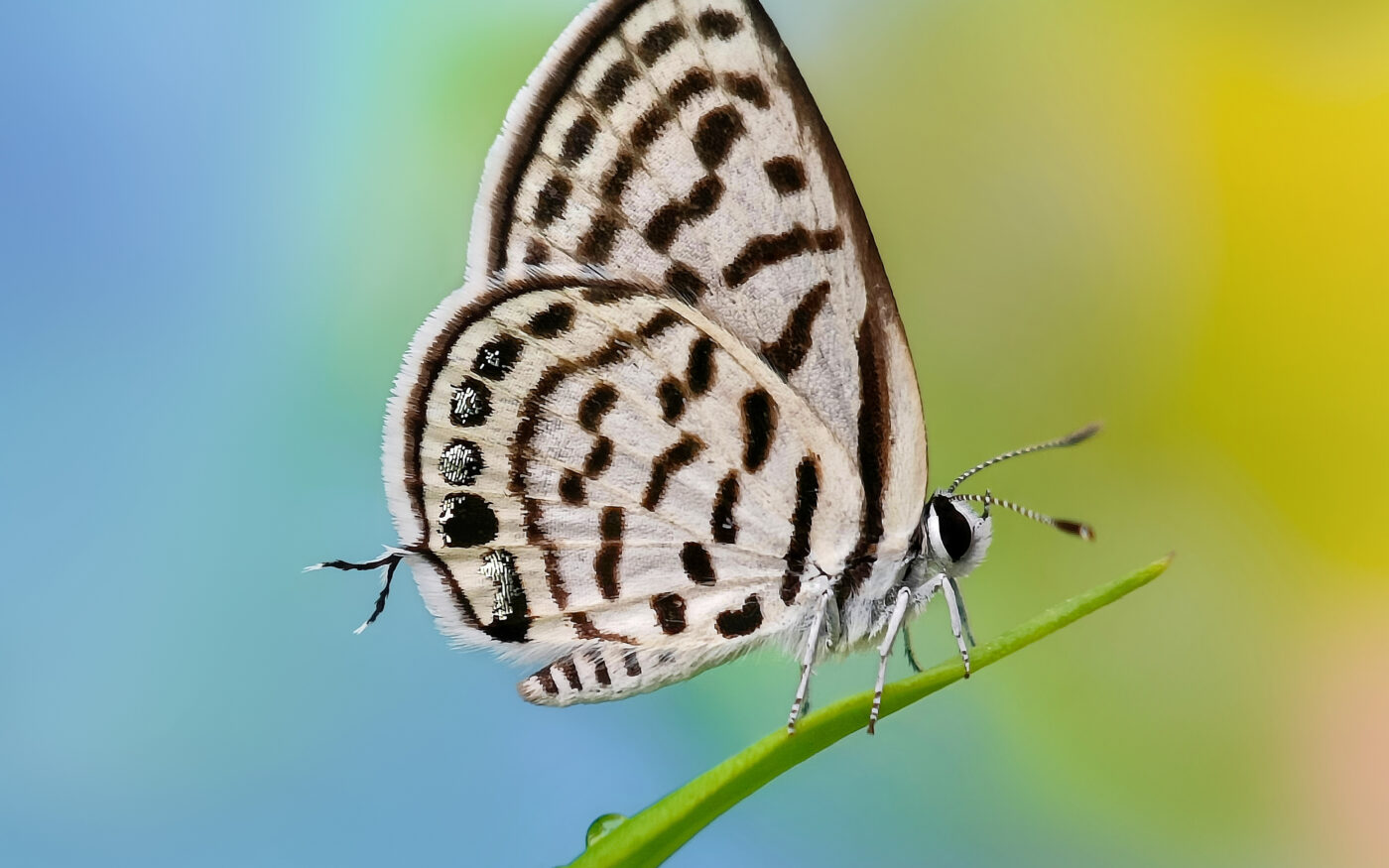 Commonly called Blue Pierrots butterfly,captured while resting in midst of nature displaying its dynamic wings pattern dazzling in the sunrays.