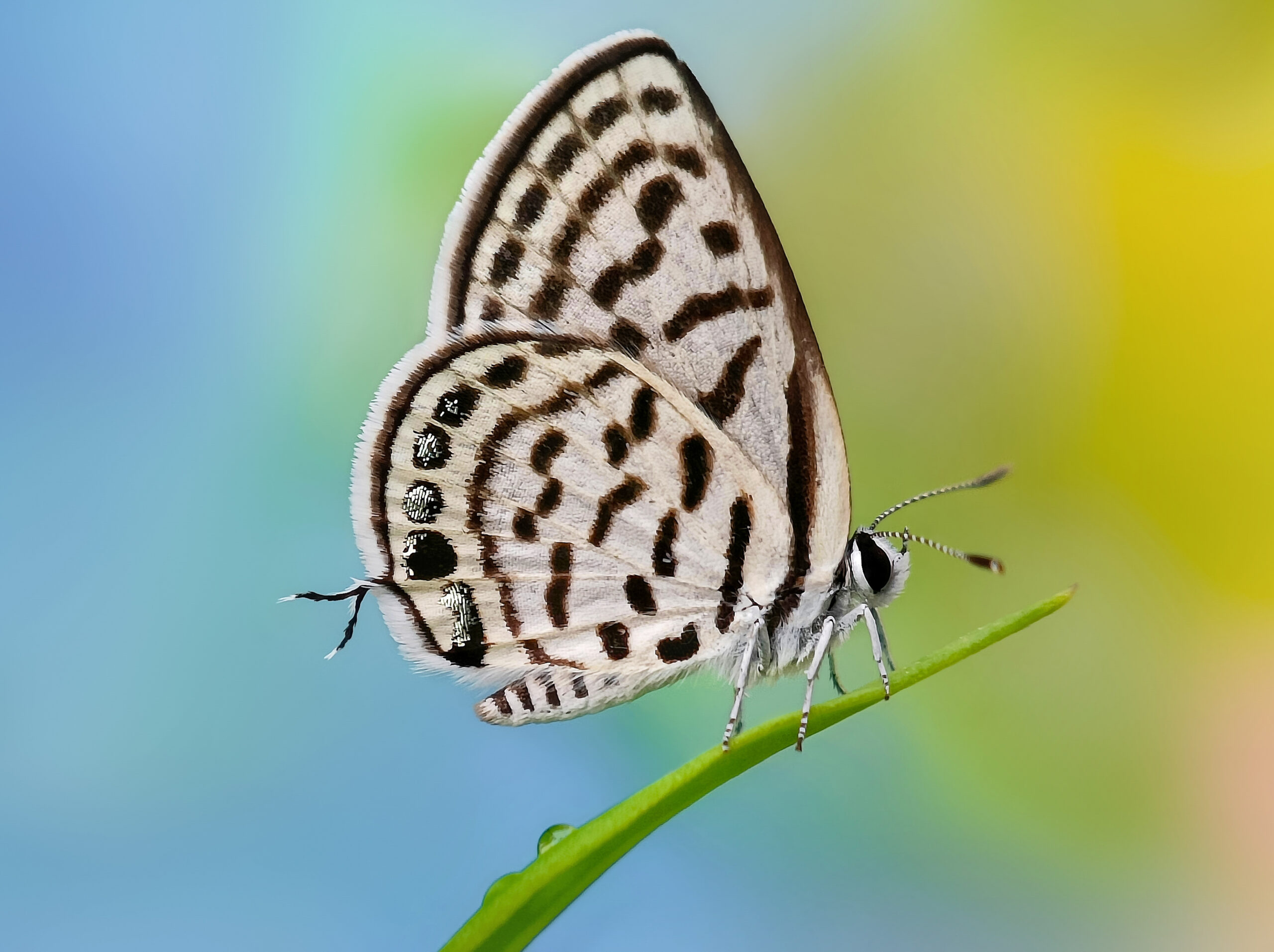 Commonly called Blue Pierrots butterfly,captured while resting in midst of nature displaying its dynamic wings pattern dazzling in the sunrays.