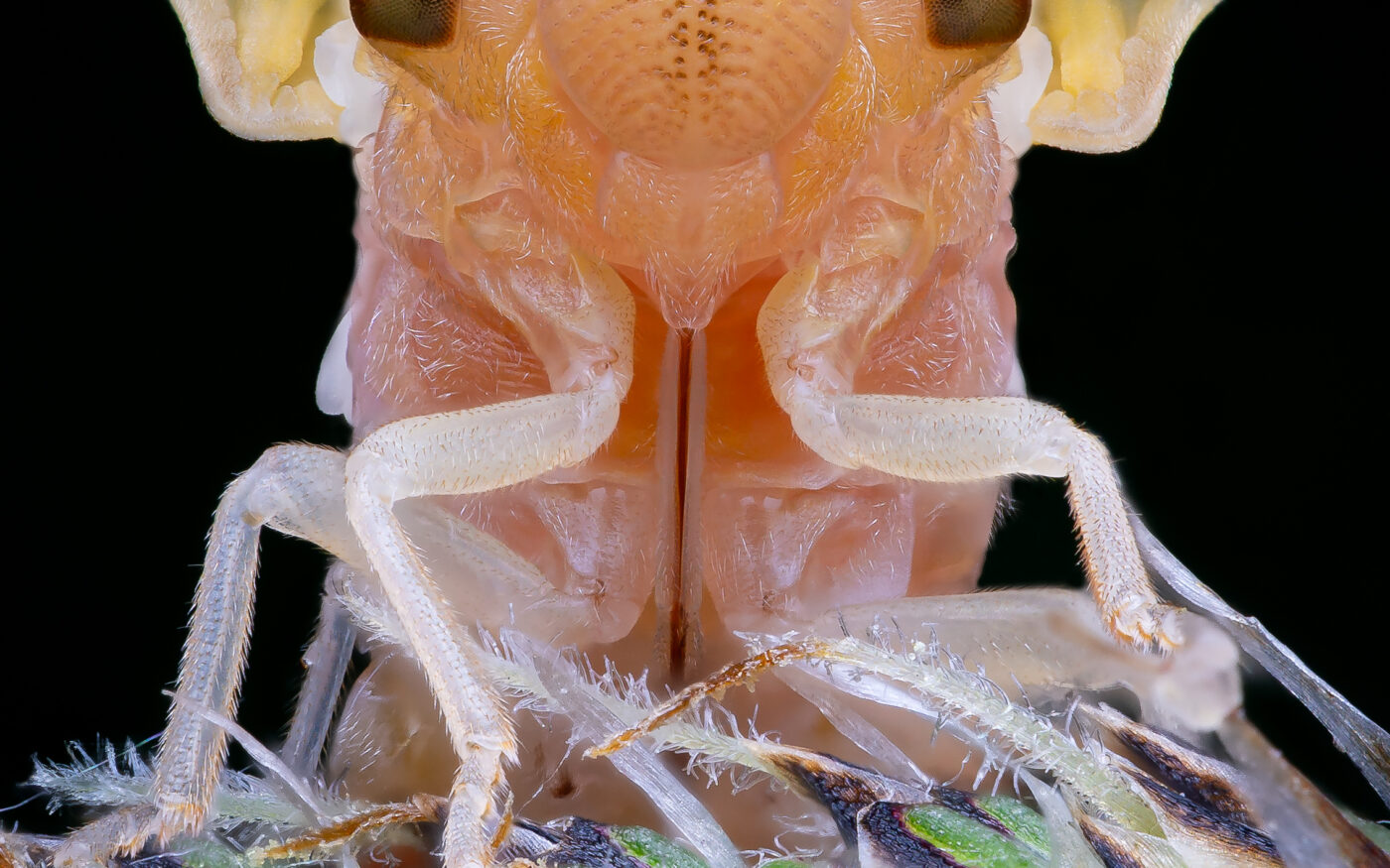 A Spittlebug, which is currently shedding its skin, taken from a creative angle to make its unfolded wings look like ears.