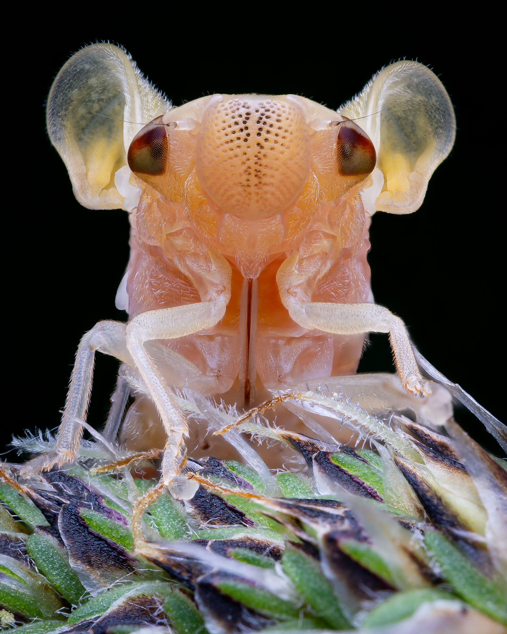 A Spittlebug, which is currently shedding its skin, taken from a creative angle to make its unfolded wings look like ears.