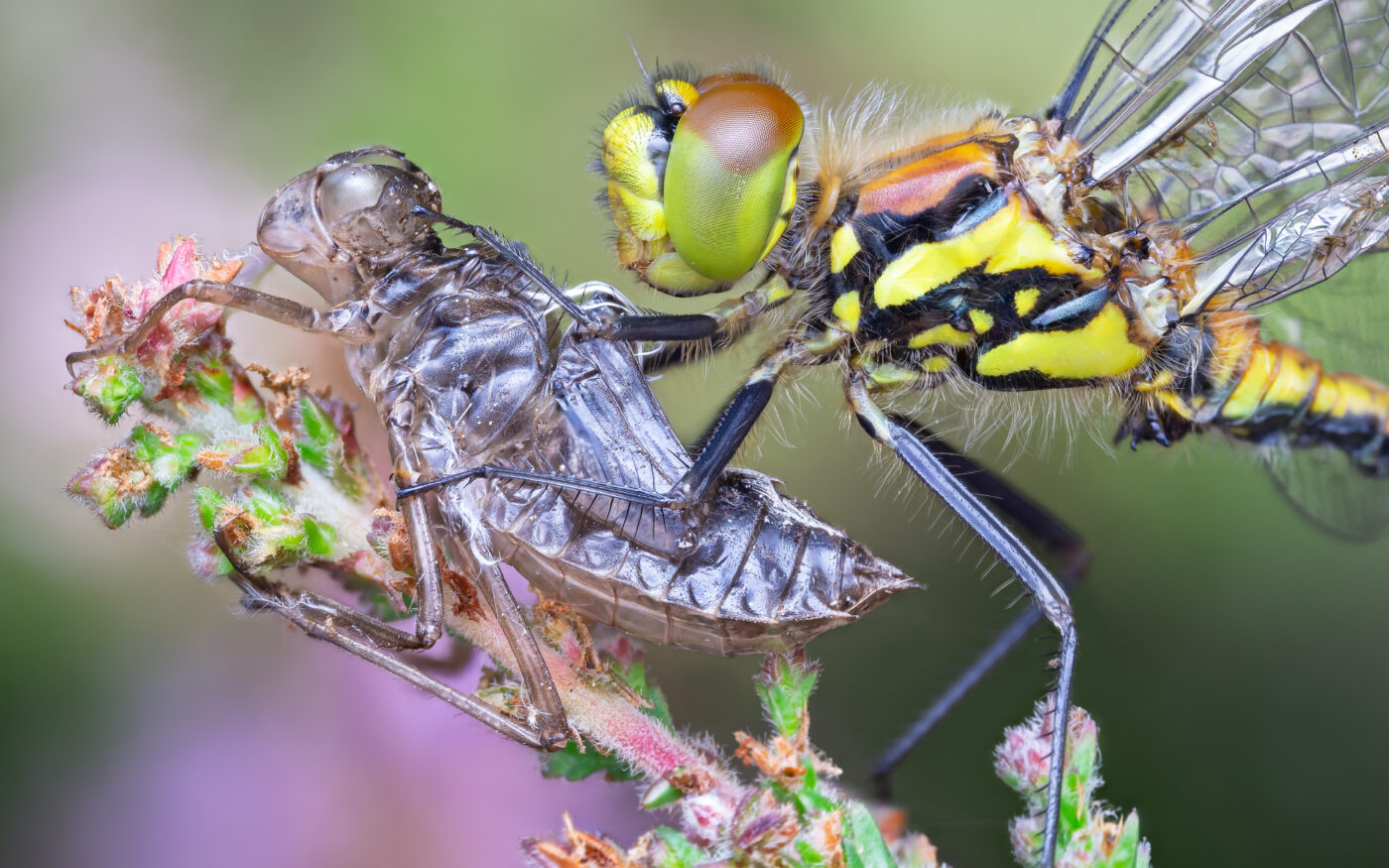 A Darter Dragonfly, resting after emerging from its old skin.