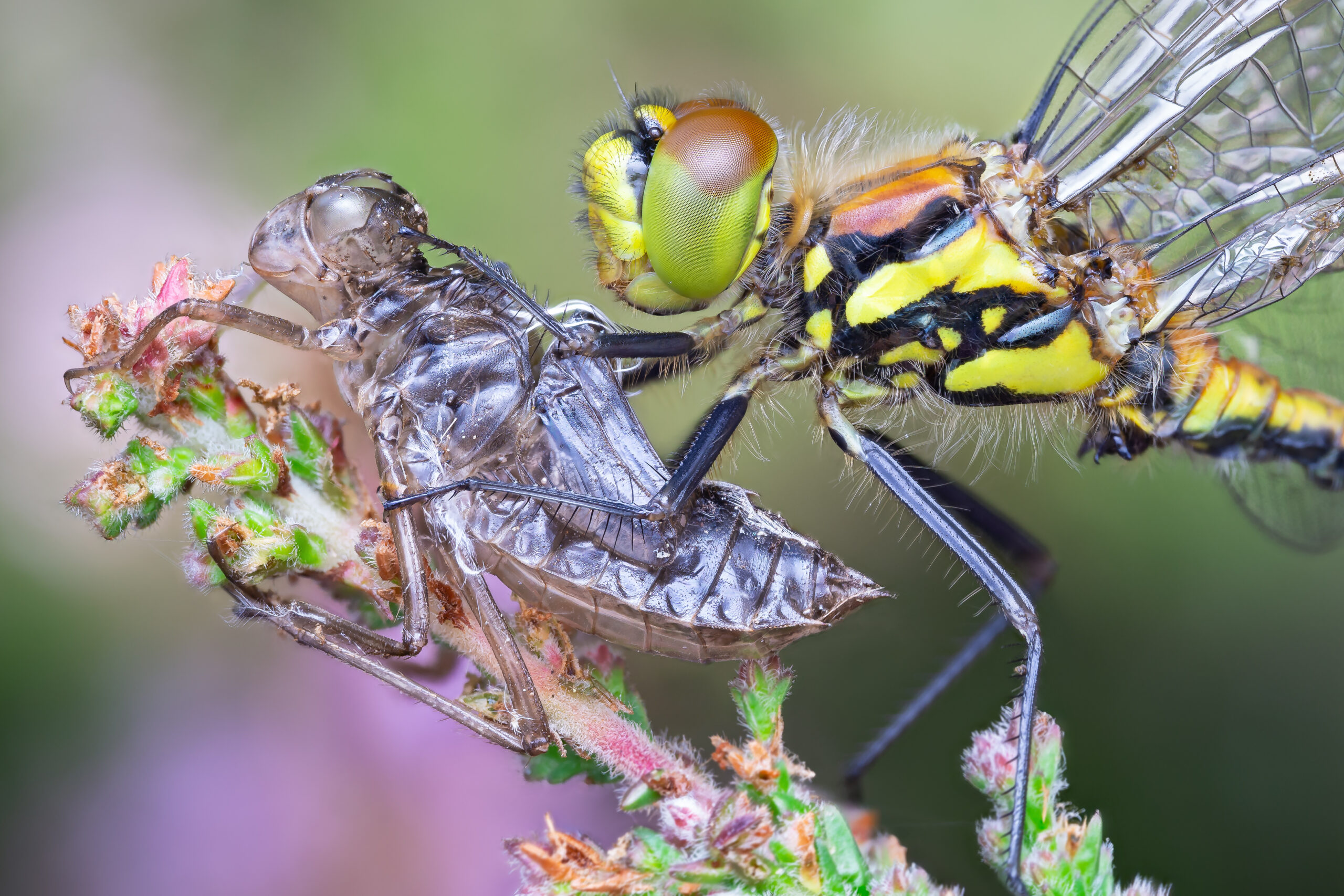 A Darter Dragonfly, resting after emerging from its old skin.