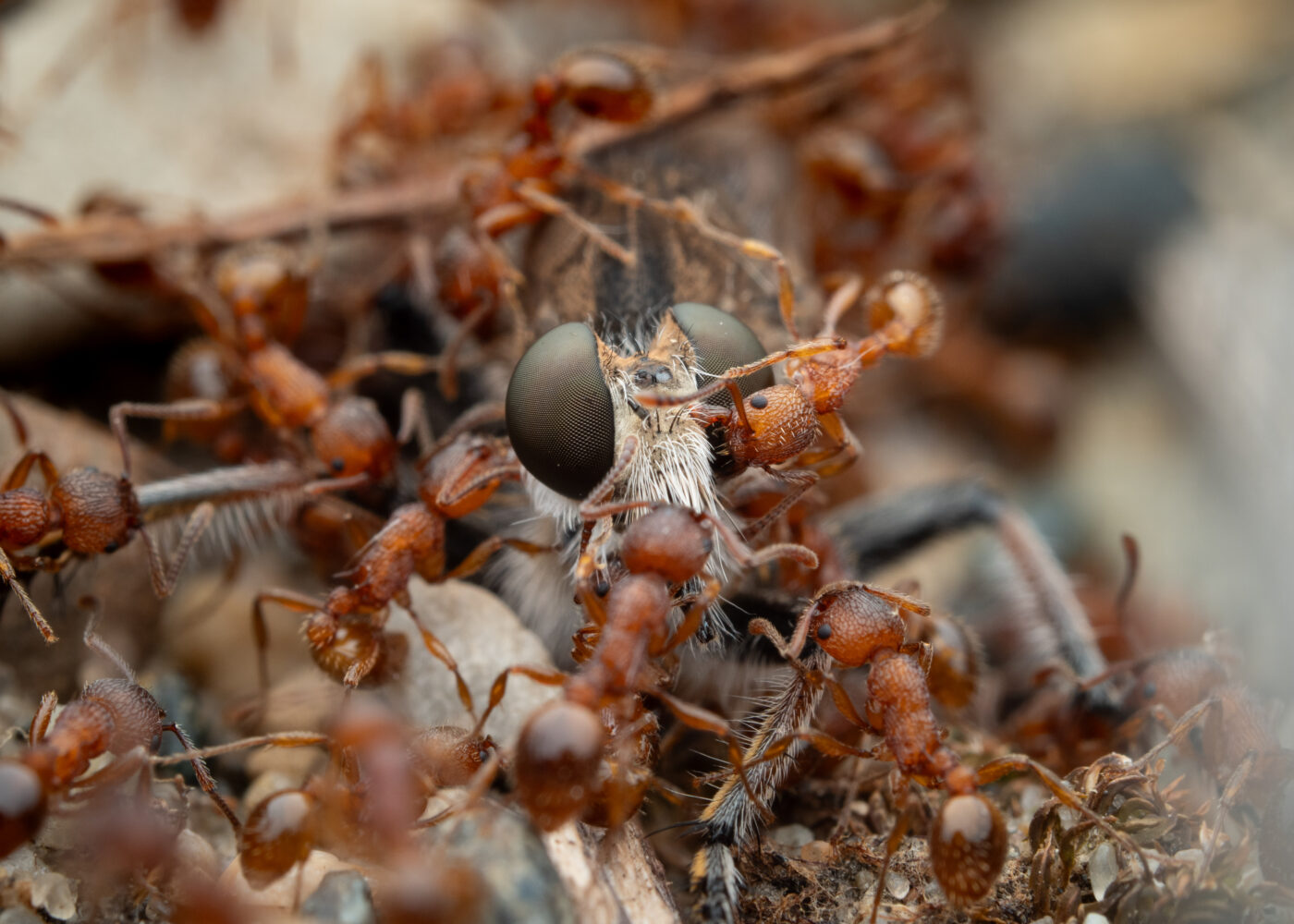 A Robber fly, who is used to being a top predator, is being predated on by a group of American Furrowed Ants.  They have immobilized the fly and began carrying parts of them away, back to their colony for consumption.