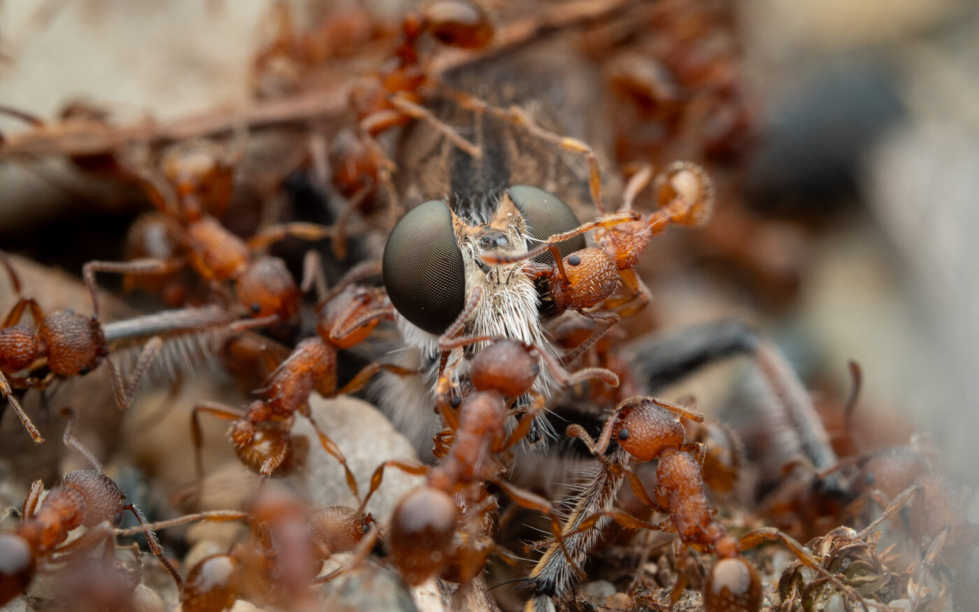 A Robber fly, who is used to being a top predator, is being predated on by a group of American Furrowed Ants.  They have immobilized the fly and began carrying parts of them away, back to their colony for consumption.