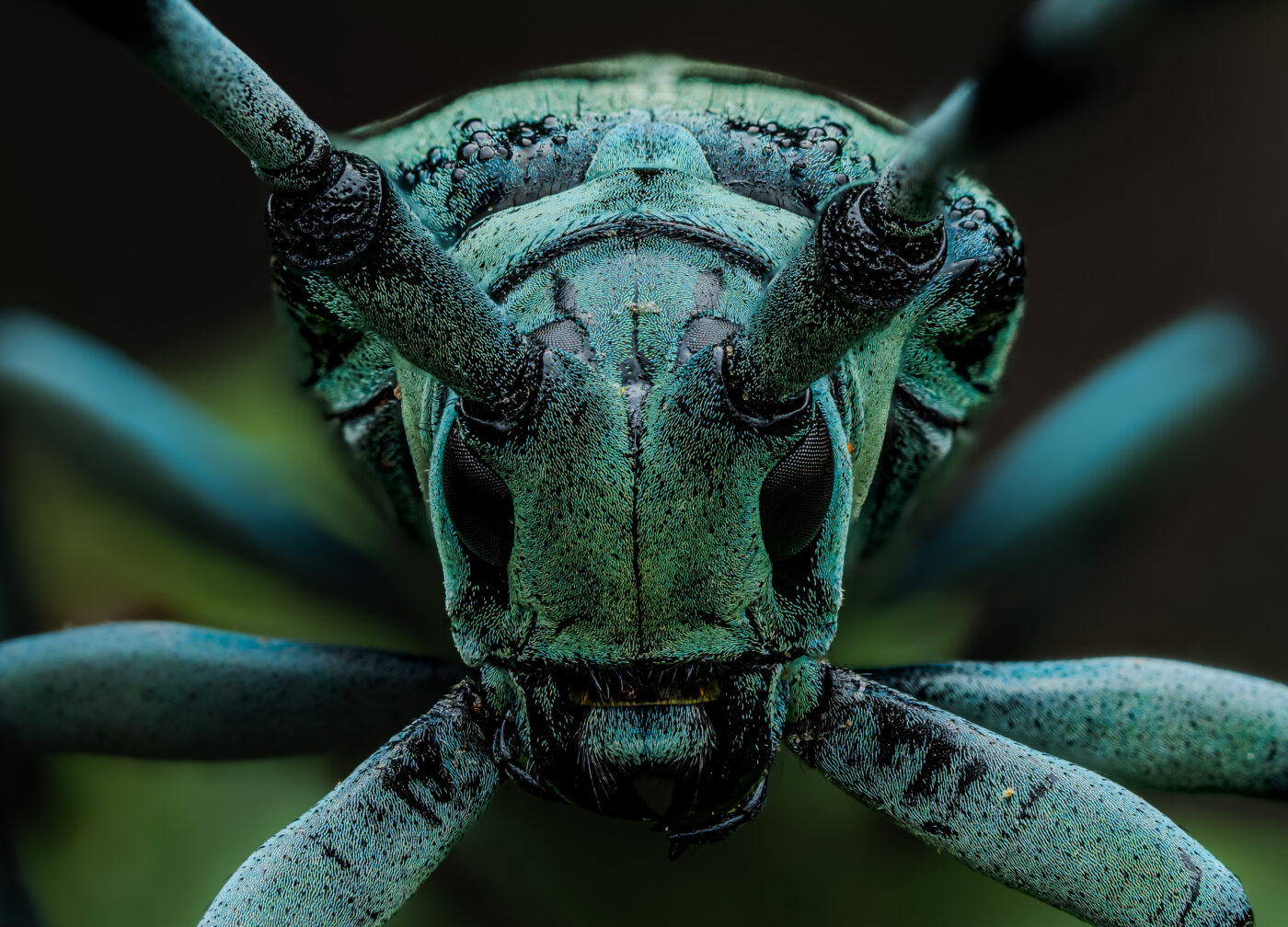 A portrait of the mesmerising blue longhorn beetle Anoplophora zonator.