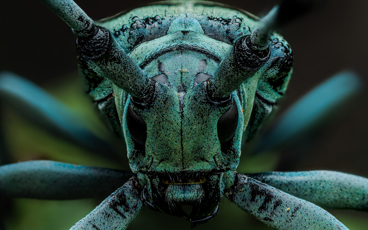 A portrait of the mesmerising blue longhorn beetle Anoplophora zonator.