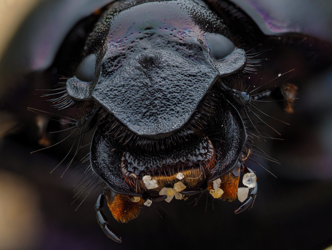 A beetle in the sand dunes of Dorset.