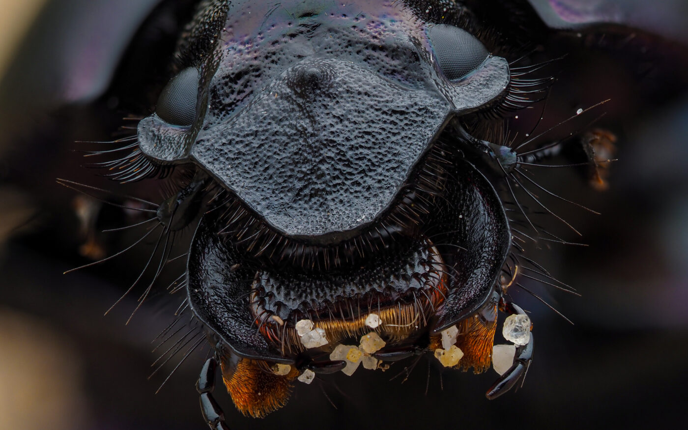 A beetle in the sand dunes of Dorset.