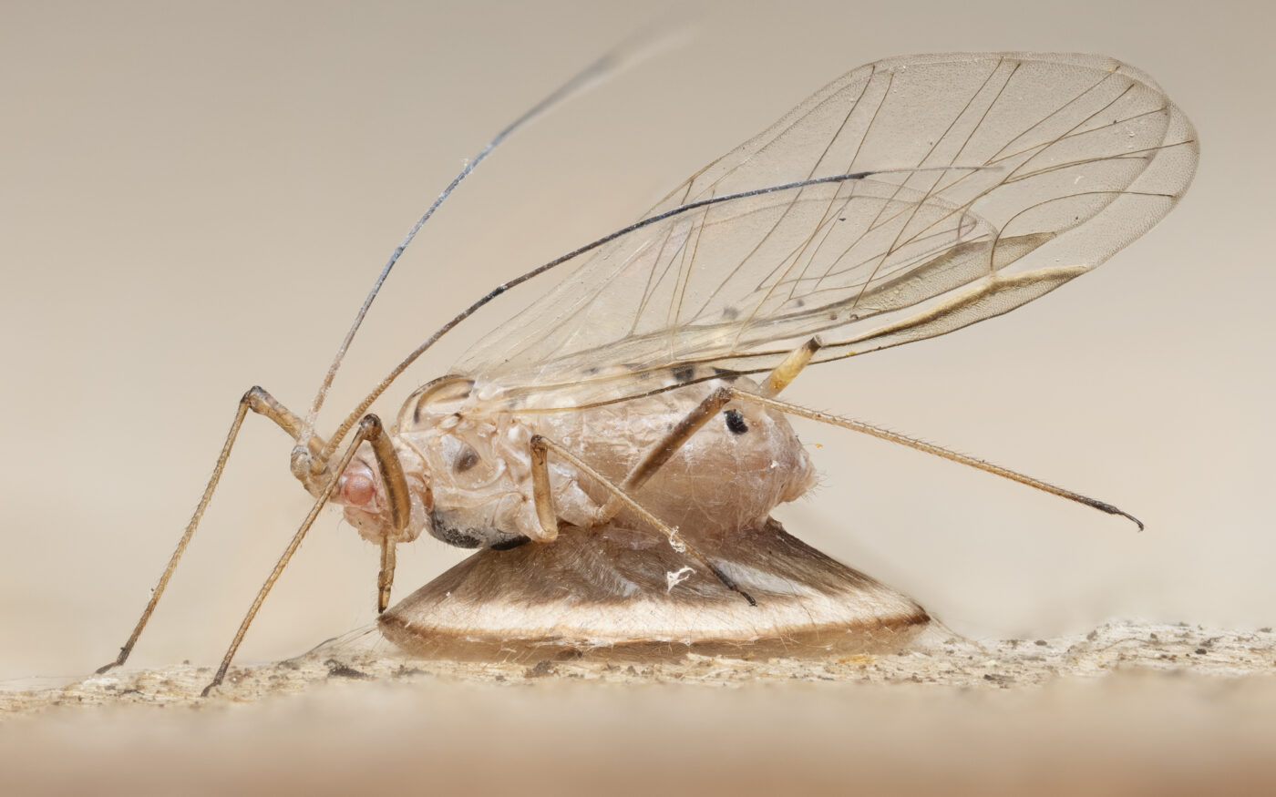 This sycamore aphid has been attacked by a parasitoid braconid wasp. Having emerged from the aphid, the wasp larva has constructed a disc-like cocoon beneath the 'mummified' body of the aphid.