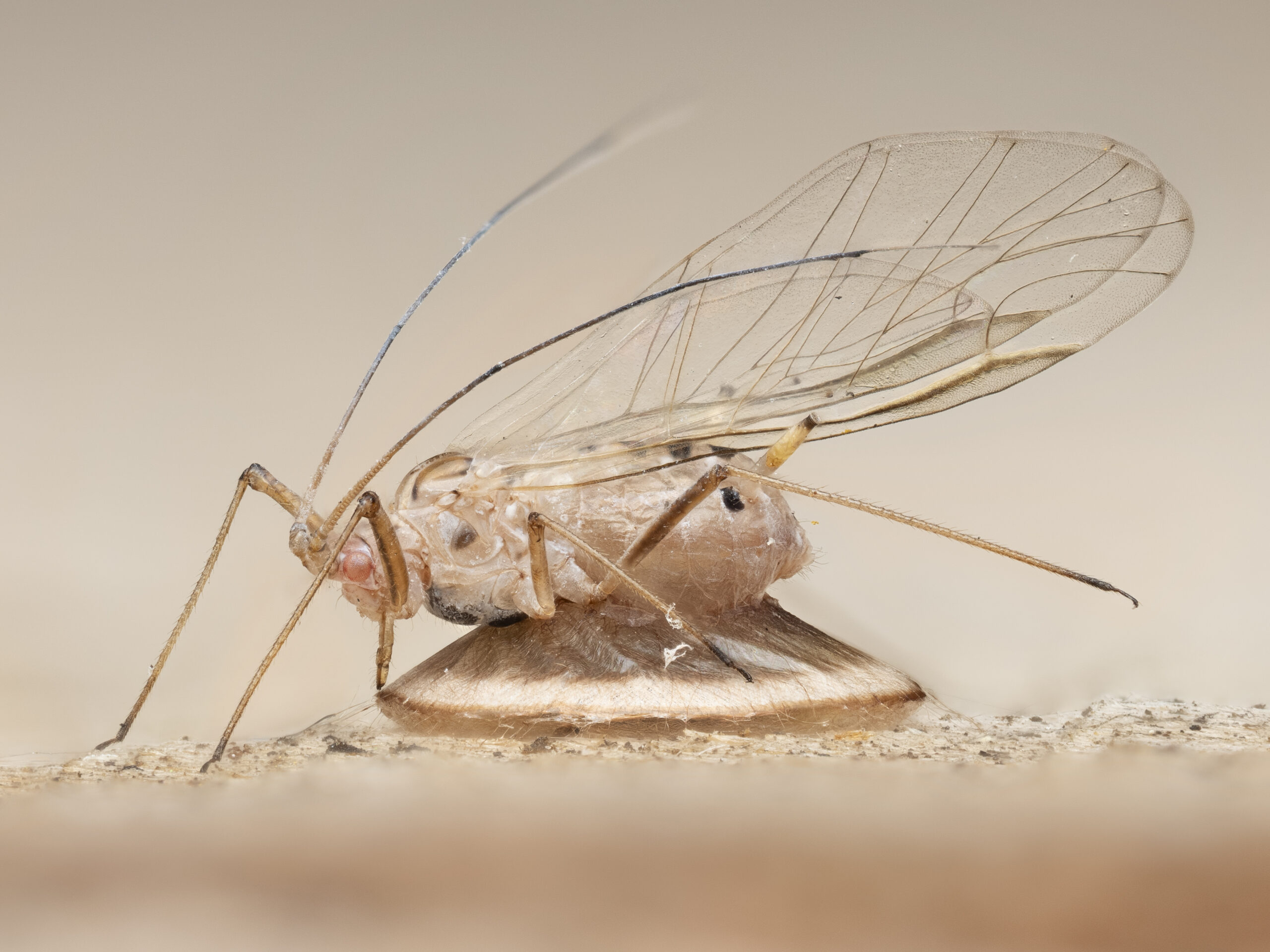 This sycamore aphid has been attacked by a parasitoid braconid wasp. Having emerged from the aphid, the wasp larva has constructed a disc-like cocoon beneath the 'mummified' body of the aphid.