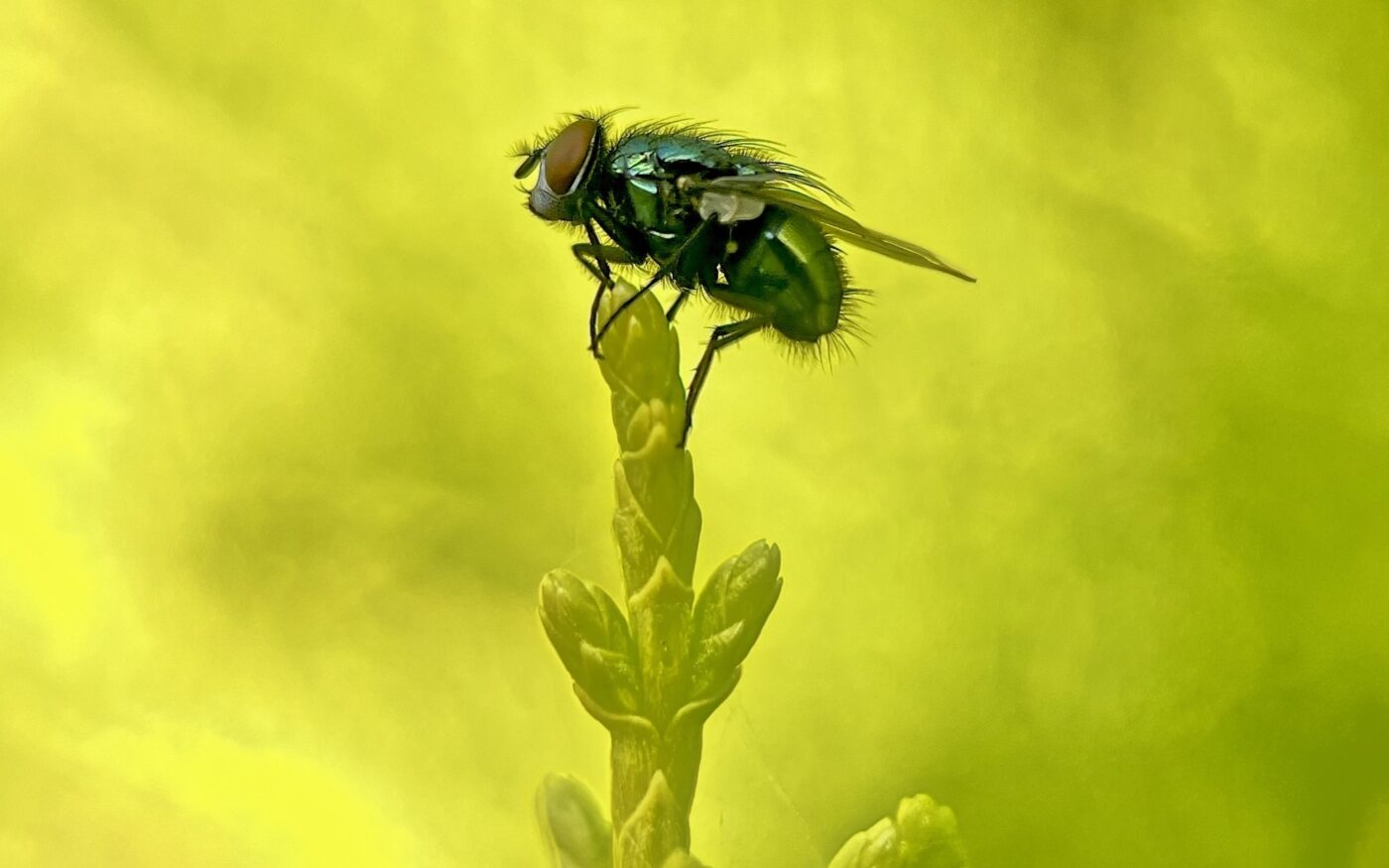 Bluebottle fly perch on a bright green hedgerow in the front garden.