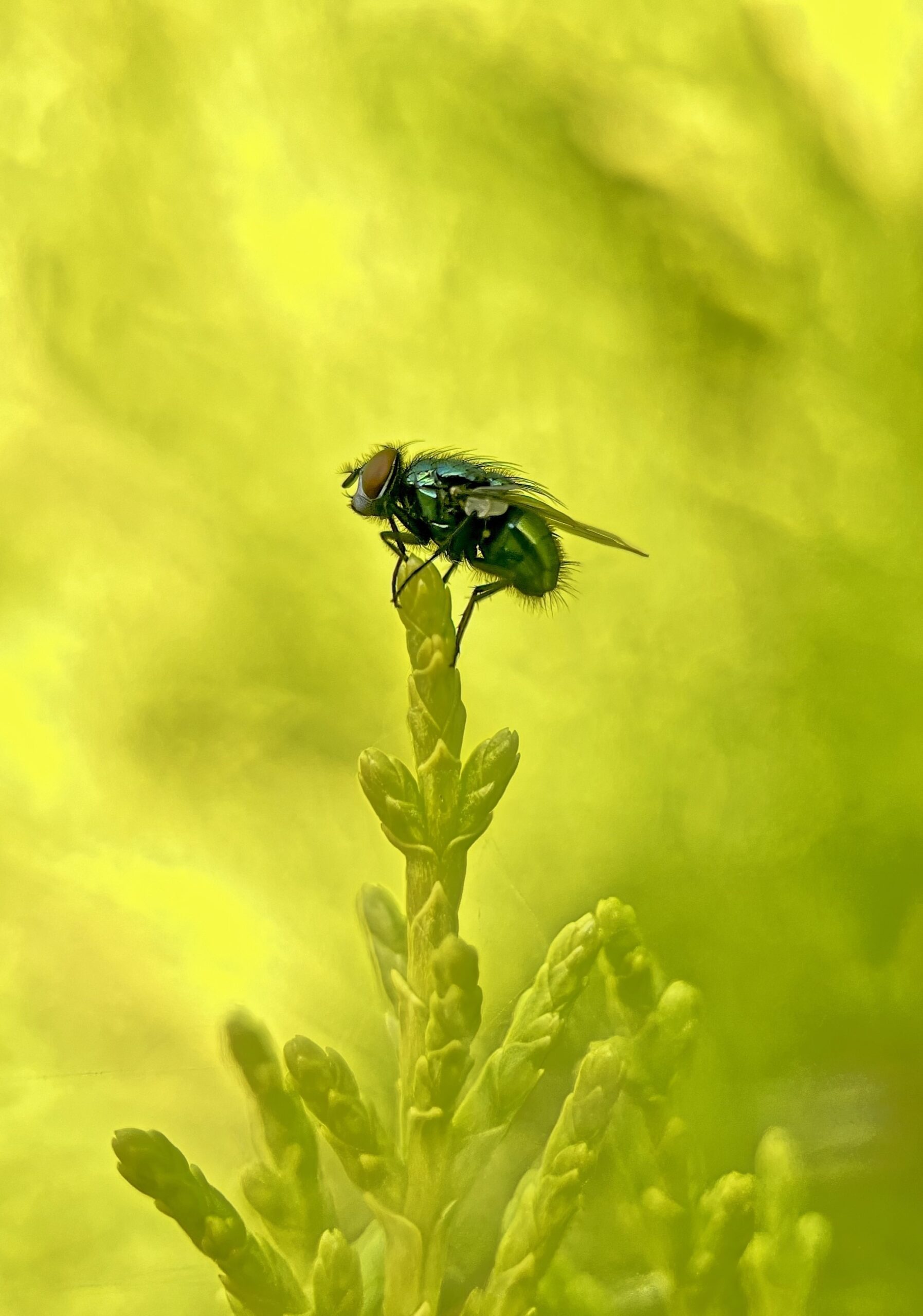 Bluebottle fly perch on a bright green hedgerow in the front garden.