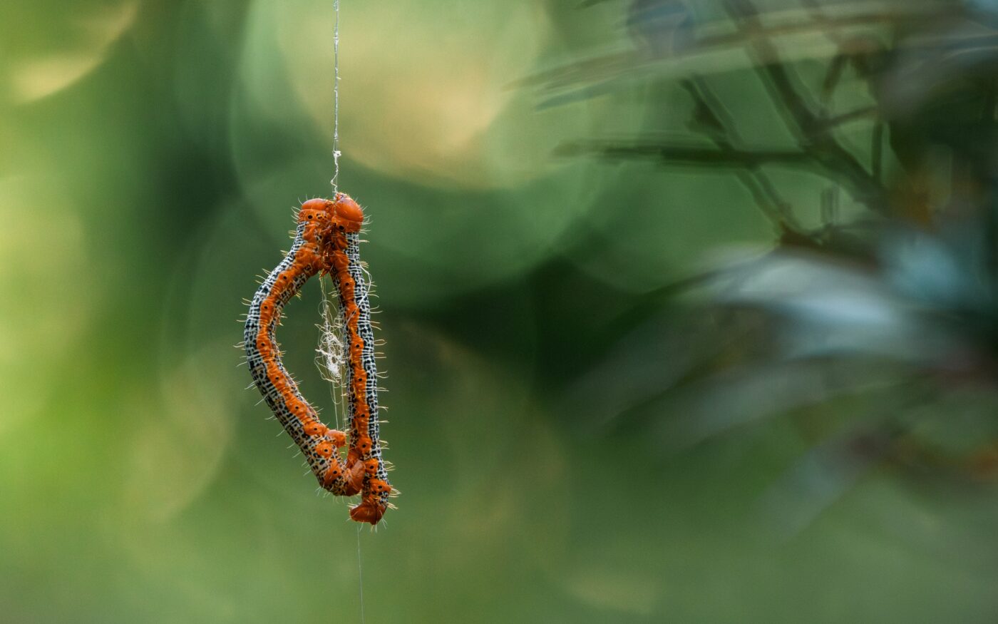 A pair of Milionia Basalis larvae hanging on a silken thread.