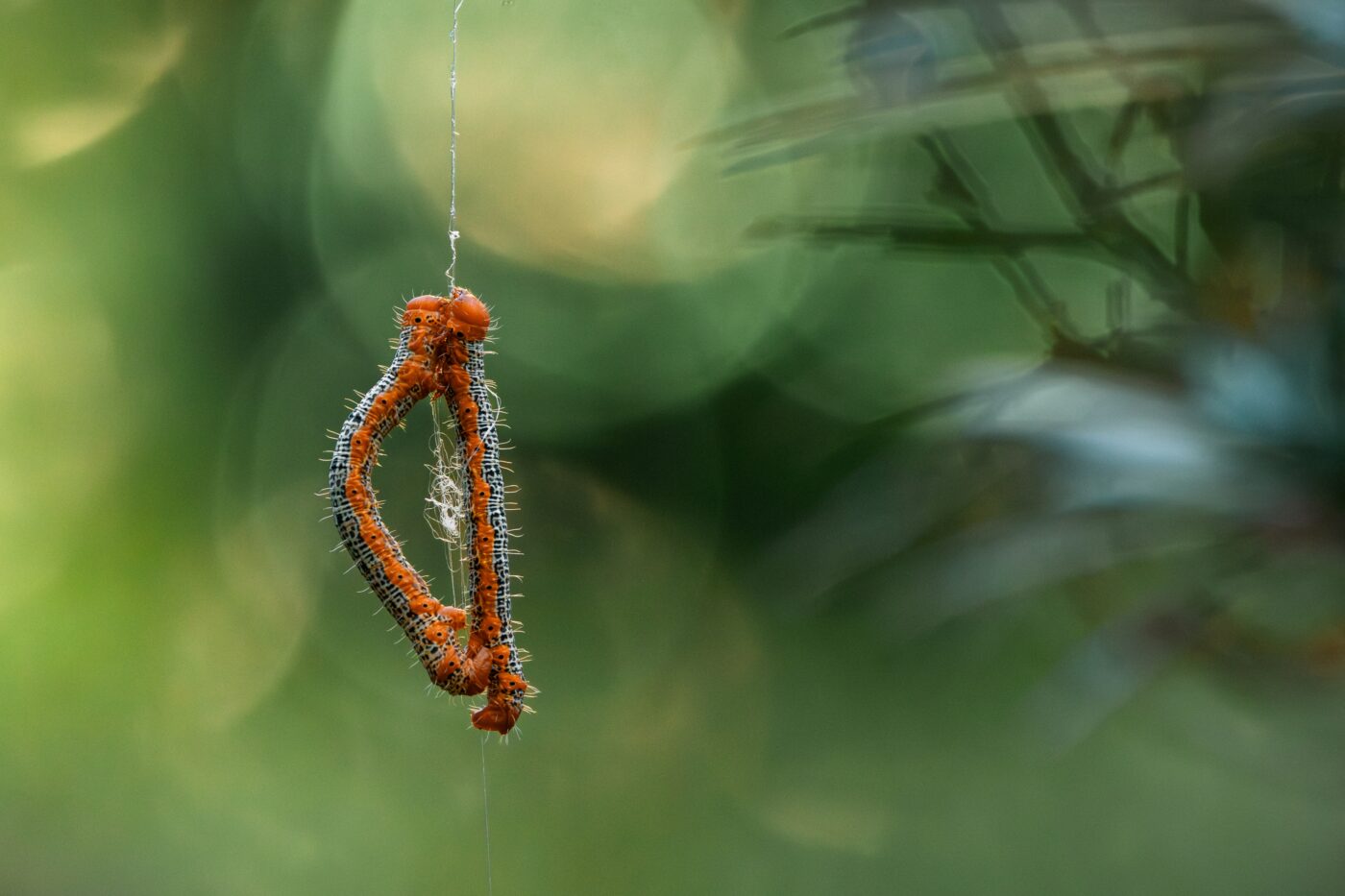 A pair of Milionia Basalis larvae hanging on a silken thread.