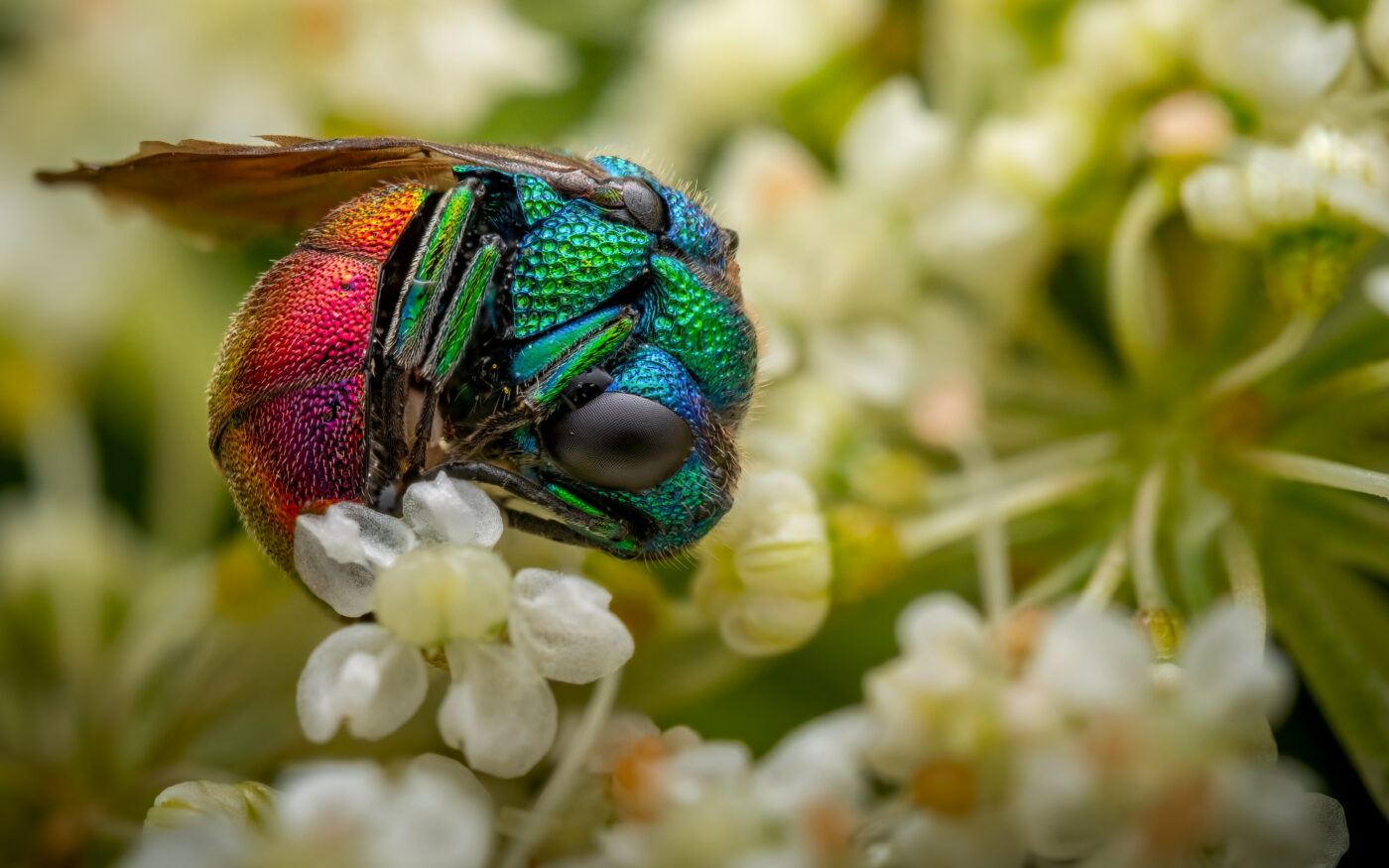 A Cuckoo Wasp curled up in a Wild Carrot flower to hide from the rain.