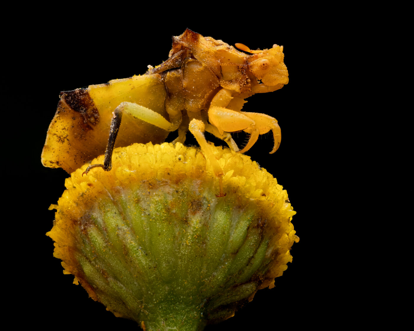 A large female Jagged Ambush Bug waiting for prey on a Tansy flower head.