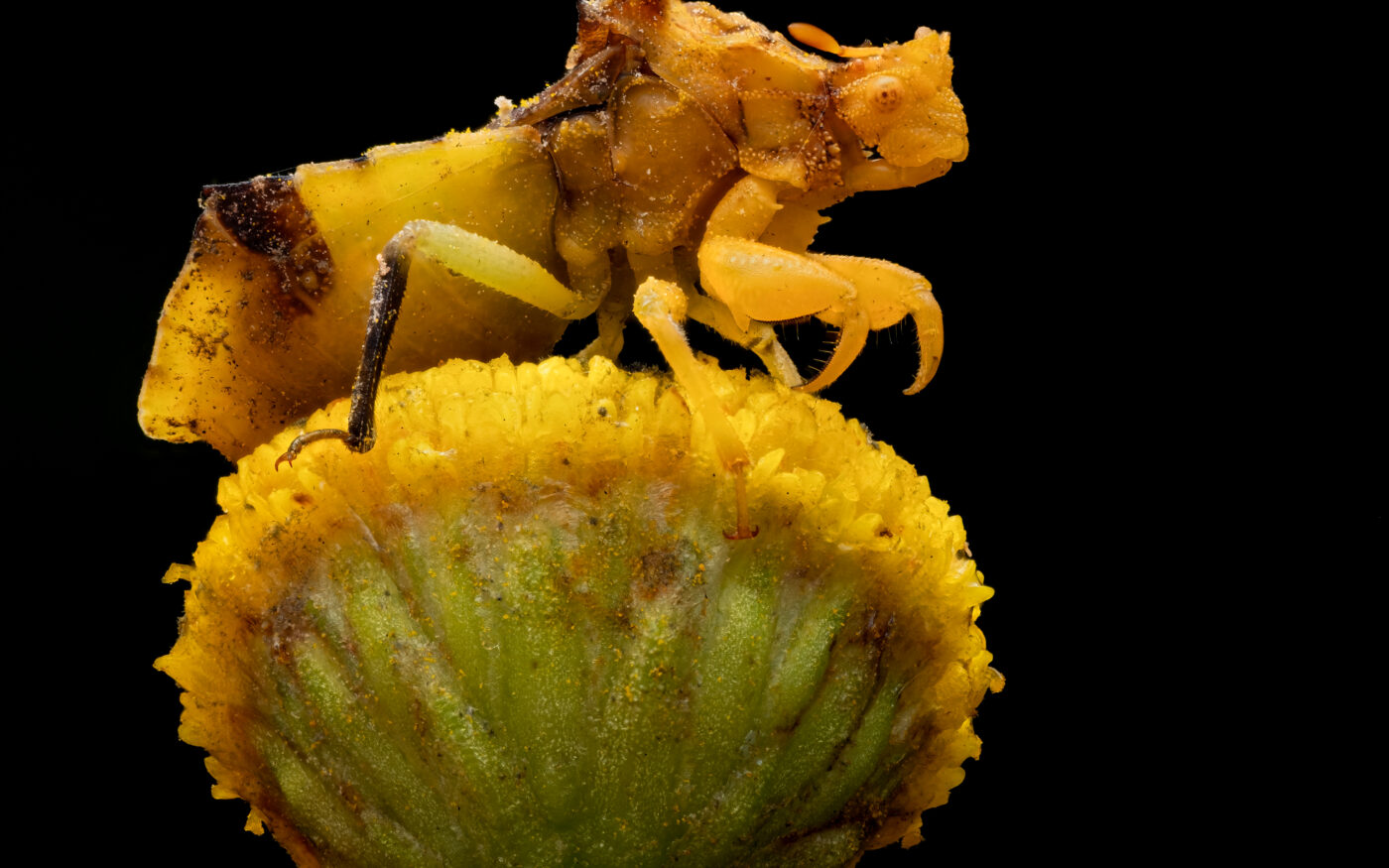 A large female Jagged Ambush Bug waiting for prey on a Tansy flower head.