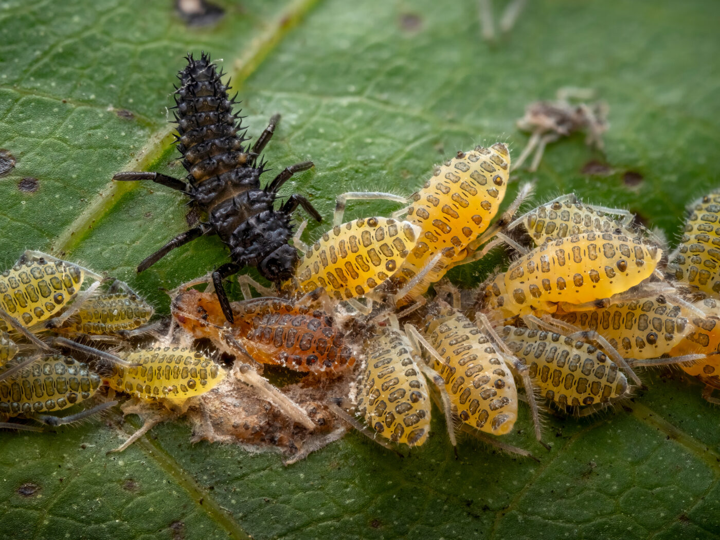 A Ladybird larva feeding on a colony of Aphids.