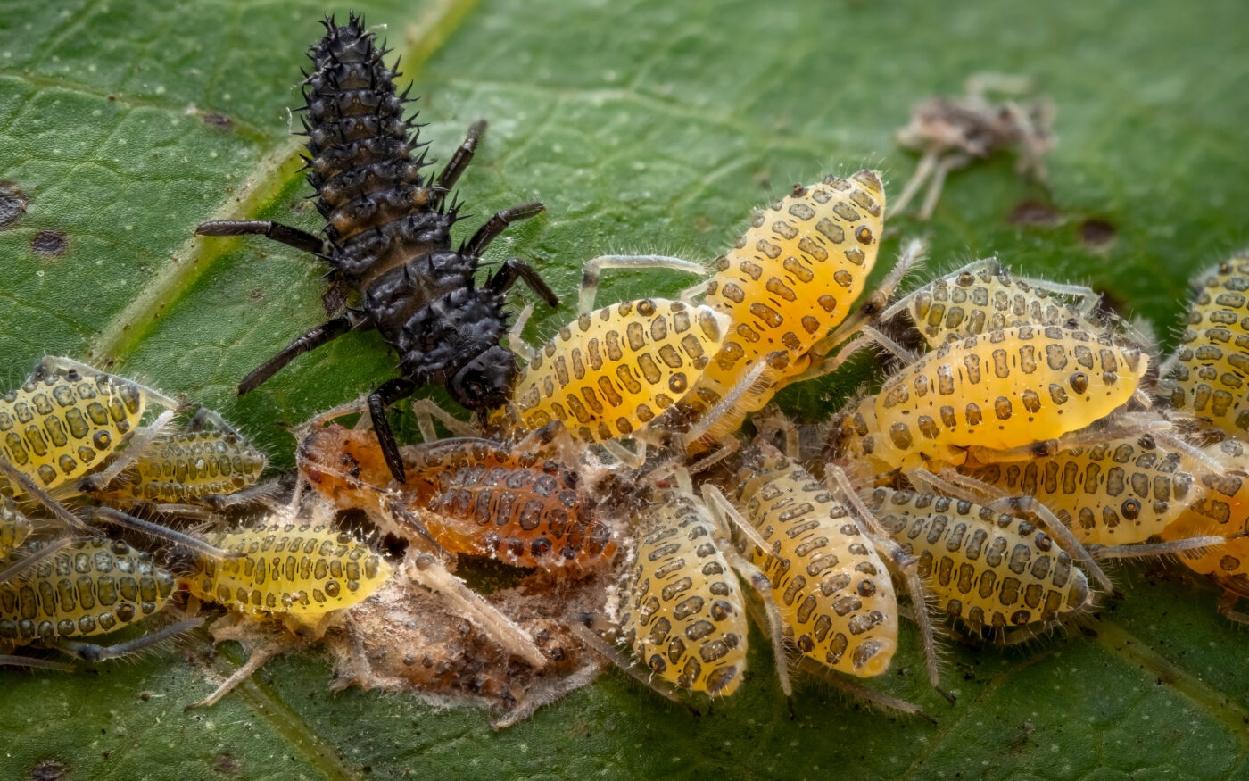 A Ladybird larva feeding on a colony of Aphids.