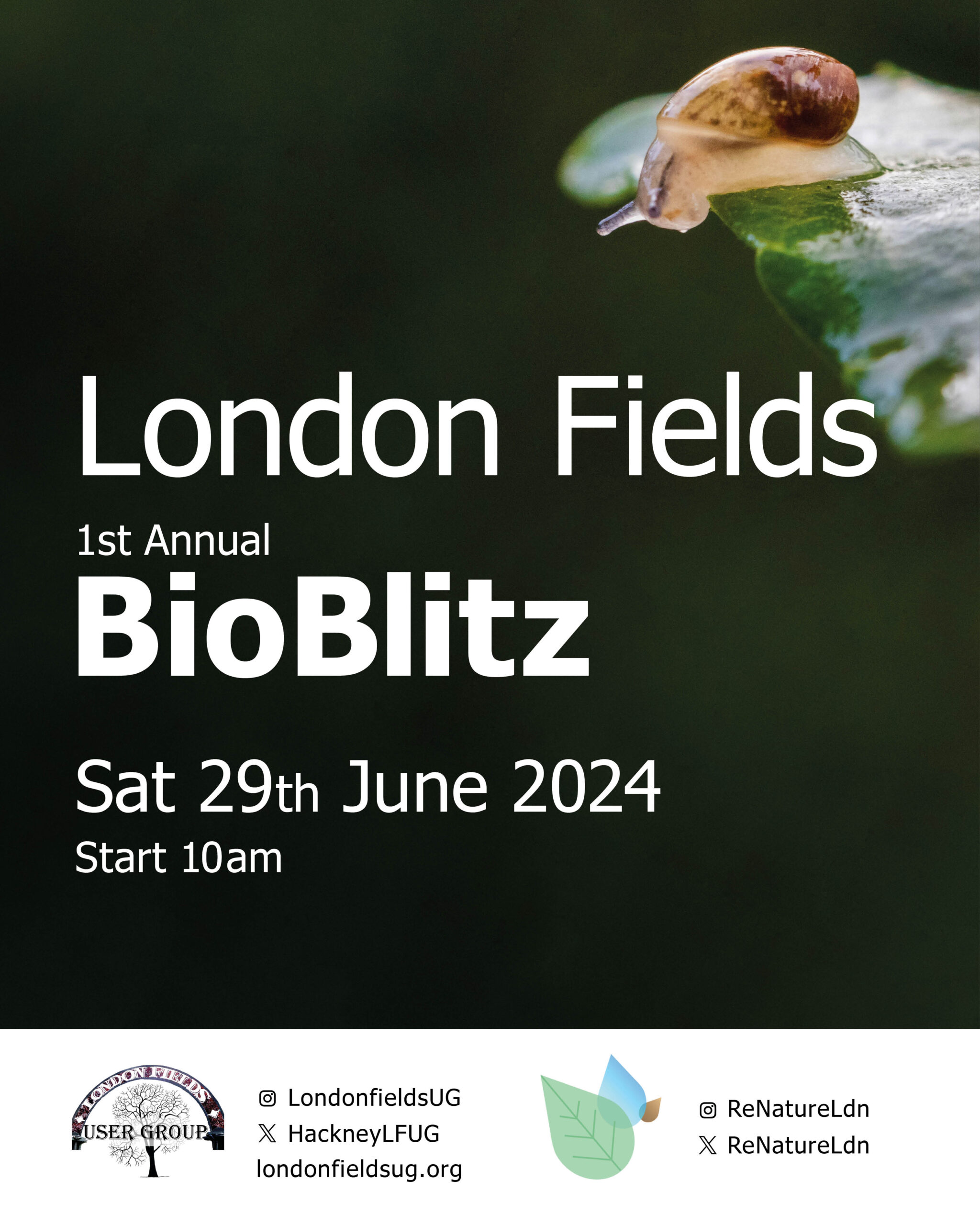 London Fields BioBlitz 2024 Insect Week