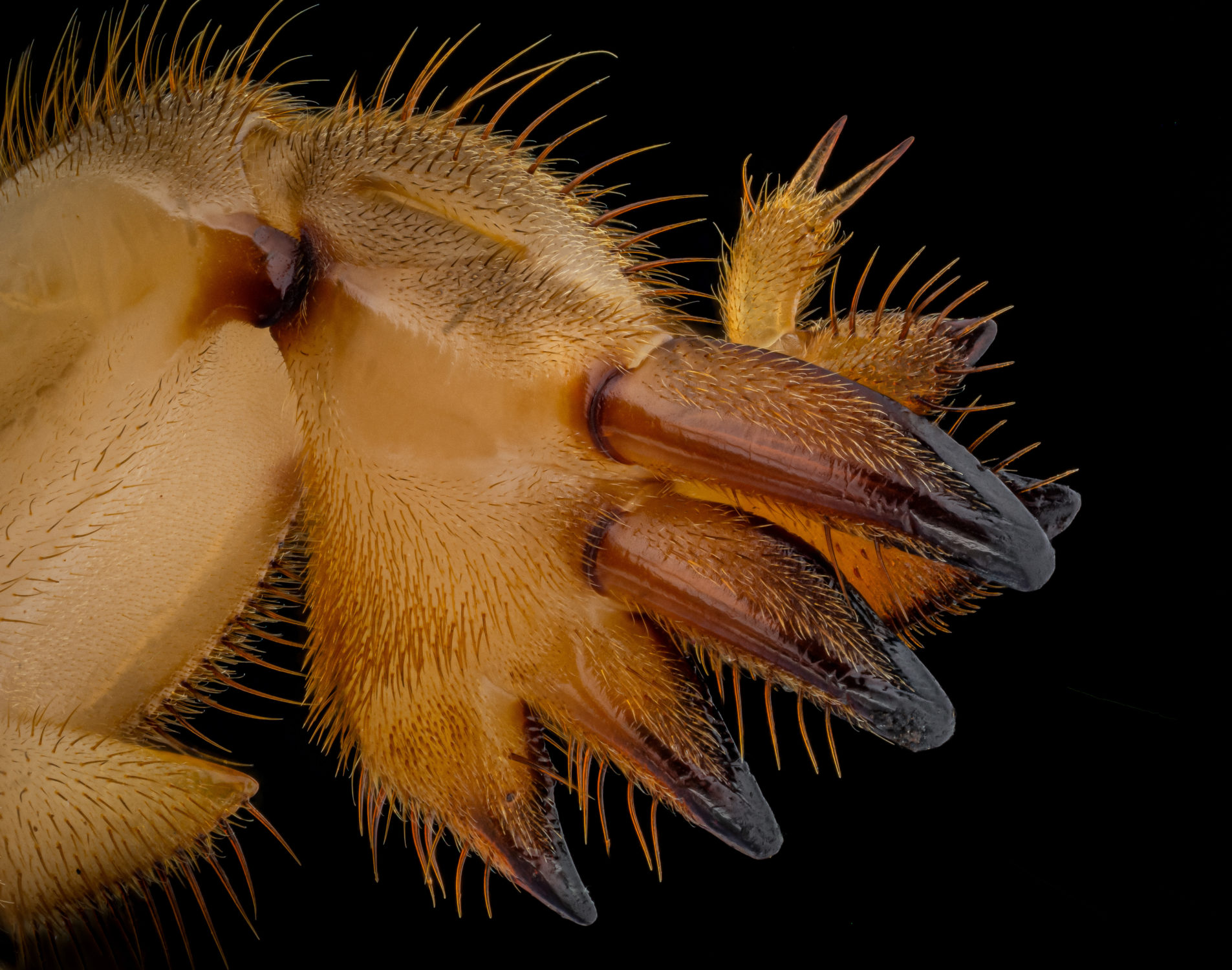 Mole cricket foreleg (Gryllotalpa gryllotalpa) - Insect Week