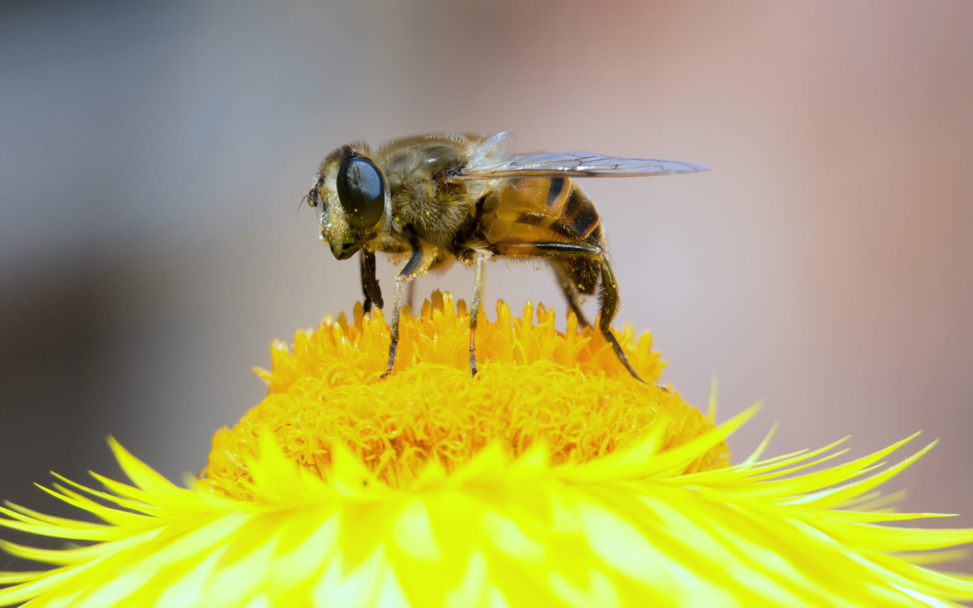 Drone-fly - Insect Week